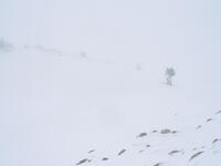 Dans le brouillard - (photo A.Richard) Dans le brouillard - (photo A.Richard)