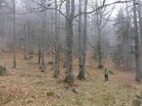Brocéliande-en-Vercors Brocéliande-en-Vercors